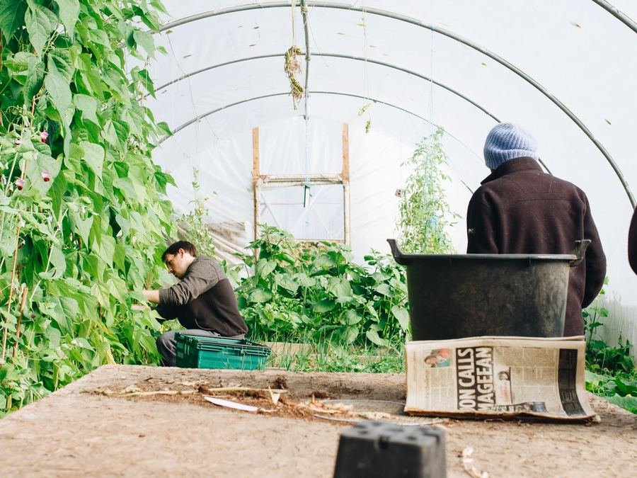 Farm workers tending bean plants inside a polytunnel greenhouse